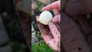 🌷Как сажать тюльпаны и другие луковичные растения #сад #садоводство #советыпосадоводству #цветы #...