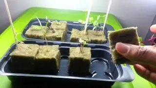 My First Hydroponics Veggies Garden - VidDoc:Day 13