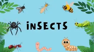 Insects and Bugs for Kids: Real-Life Videos and Cute Cartoons#FunWithBugs#insectsforkids