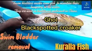 Kuralla fish I Blackspotted croaker I Fish cutting 2022