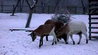 kamerunschafe im winter....