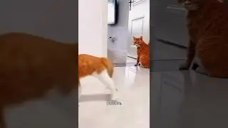 Funny CAT Moments 😂😂 episode 8121 #funnycats #cats #funnyanimals #petsofinstagram