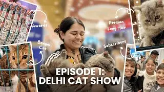 A Day at the FCI Delhi Cat Championship Show | British Shorthair, Bengal & Persian Cats