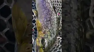South Dakota Brownies love the KO Shiner #pghflyco #fishing #flytying #trout