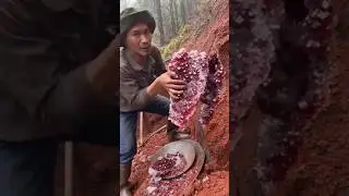 Extracting Natural rare Red Crystal From the Ground