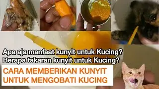 CARA MEMBERIKAN KUNYIT UNTUK KUCING / manfaat kunyit untuk kucing sakit / Kunyit sebagai obat kucing