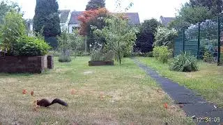 Hieha WiFi900Pro Wildkamera Jagdkamera Test Video 006 Tageslicht: Eichh&ouml;rnchen 🐿
