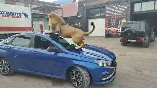 Нейроюмор для АвтоShop55