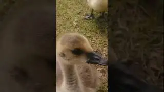 Hungry Canada Goslings #goose
