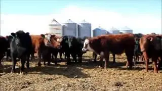 Brock & Garett Thompson strs