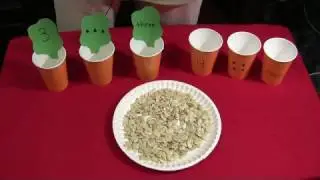 Pumpkin Seed Number Cup Match