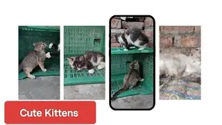 Hilarious Cats and Adorable Kittens Compilation | Non-Stop Cuteness Overload!