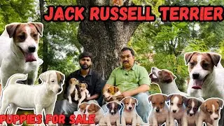 Jack Russell  terriers  dog |puppies for sale | champion dogs | delivery available |pets life yt