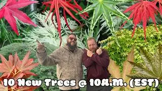 10 японских кленов, которые добавят цвета, текстуры и красоты | 10 @ 10