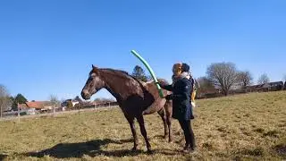 D&eacute;sensibilisation du cheval &agrave; la frite en libert&eacute; Et clicker-training