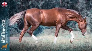 Akhal Teke Horse, war and desert horses, with a unique appearance, Origin of the breeds