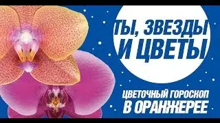 ТЫ, ЗВЕЗДЫ И ЦВЕТЫ (КЕЛЬТСКИЙ ГОРОСКОП) (Celtic Zodiac. Celtic Нoroscope)