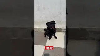 9990197873 pug black #husky #dogbreed #viralvideo #puppy