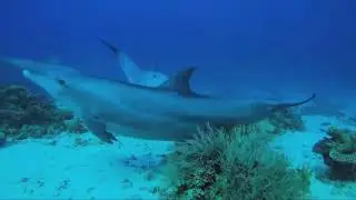Hurghada, listen to the music and live with the dolphin