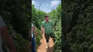 Controle da Tra&ccedil;a e Mosca Minadora na cultura do tomate em Tiangu&aacute;- CE, depoimento do produtor.