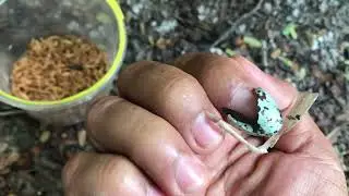 Chăm chim cho&egrave; Than Sinh Sản trong qu&aacute; tr&igrave;nh ấp trứng t919 |​⁠​⁠@thichnuoitv