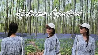 Discovering the Dreamy Blue Forest of Belgium | Hallerbos Adventure