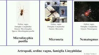 Artropodi, ordine ragno, famiglia Linyphiidae neriene erigone montana antarctica alpina australis