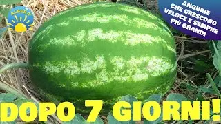QUESTA ANGURIA CRESCE VELOCISSIMA!!! (IN SOLI 7 GIORNI) - ANGURIE 🍉ENORMI COL METODO LUCE IN NATURA!