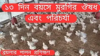১৩ দিন বয়সে ব্রয়লার মুরগির পরিচর্যা ও ঔষধ | দ্রুত ওজন বাড়ানোর সঠিক নিয়ম
