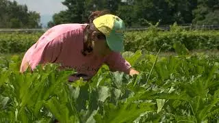 Agroecology Extension (AX) Fellowship at the University of Vermont