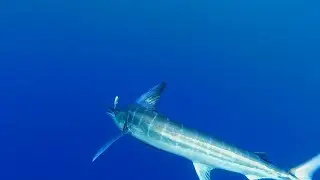Marlin on the Savage Gear Mackstick