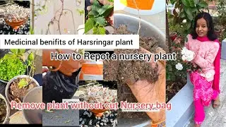 Harsringar Plant Repotting from Nursery Polybag | Less Soil Method + Medicinal Benefits 😍✨