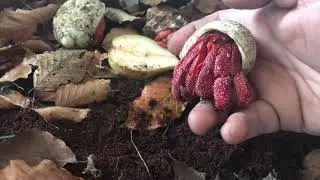 Strawberry hermit crab Coenobita perlatus