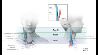 Why injury to the external jugular vein above the clavicle is fatal / Fatal air embolism