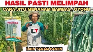 CARA MENANAM GAMBAS / OYONG AGAR HASILNYA MELIMPAH DARI TAMAN SAMPAI PANEN | GAMBAS PUSPITA