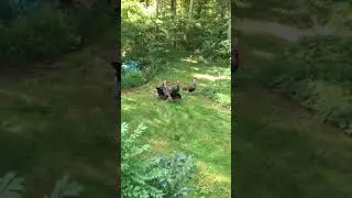 Turkeys fighting