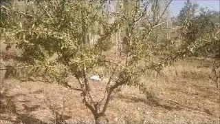 Bademde Kış Bakımları Başlıyor!!!!! (14)