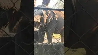 Chal Chal Chal Mere Hati 🐘#shorts #youtubeshorts #elephant #hati #animals #kidslove #kids #vlog