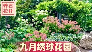 两种锥型绣球 - 九月花坛的主角 - Hydrangea paniculata