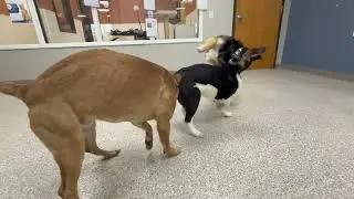 Lots of Young Adults and Puppies Looking for Homes!