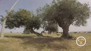 Palle di fieno ??? 