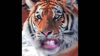 Gay Tiger