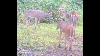 Trail Cam Bucks 2024 - no audio