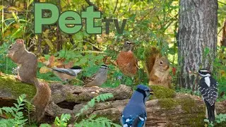 Cat TV &bull; Dog TV - Bird Bonanza & Cute Squirrels 😻 Relaxing Nature for Cats, Dogs & People