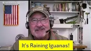 It&rsquo;s Raining Iguanas?! + Singapore Canes Scammers | Alligator News Roundup