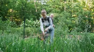 Milky oats: sowing to harvesting