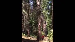 Falling trees in the woods