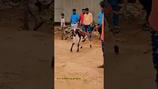 Muttu kida whatsapp status 💚 #sheepfight #muttukida #goat
