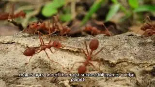 Why can ants carry objects 50-70 times heavier than their bodies?