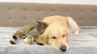 Why This Cat Is in Love With a Golden Retriever [CUTEST VIDEO EVER]